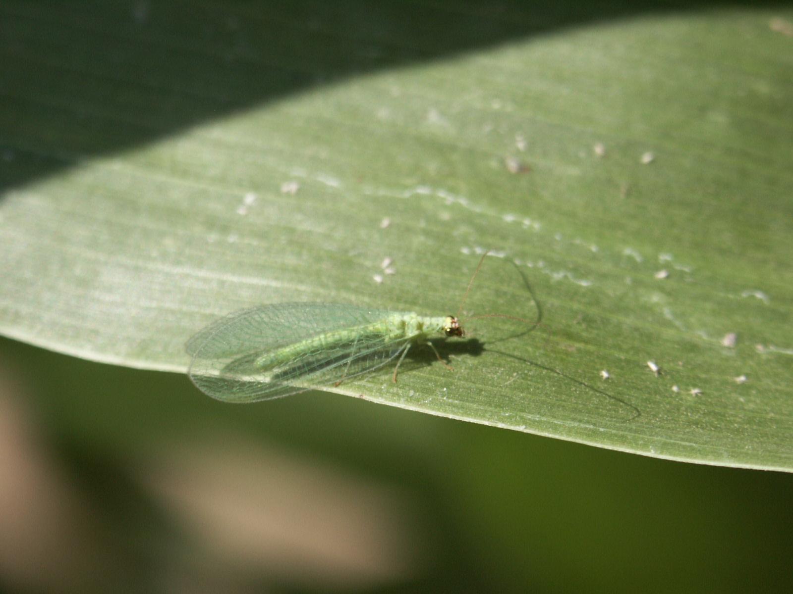 Lacewing Beneficial Insects - Taking Advantage Of Green Lacewings