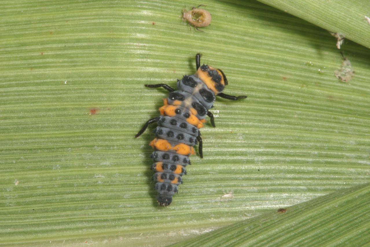 Beneficials>Convergent Lady Beetle Larva #2