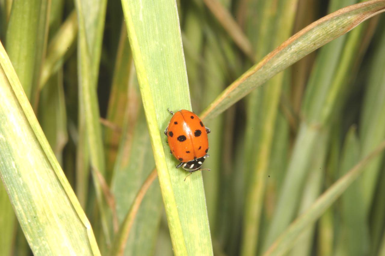 Beneficials>Convergent Lady Beetle