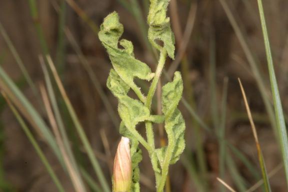 Beneficials>IMG_2532.jpg