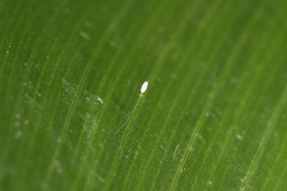 Beneficials>Lacewing Egg