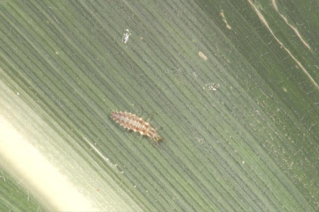 Beneficials>Lacewing Larva