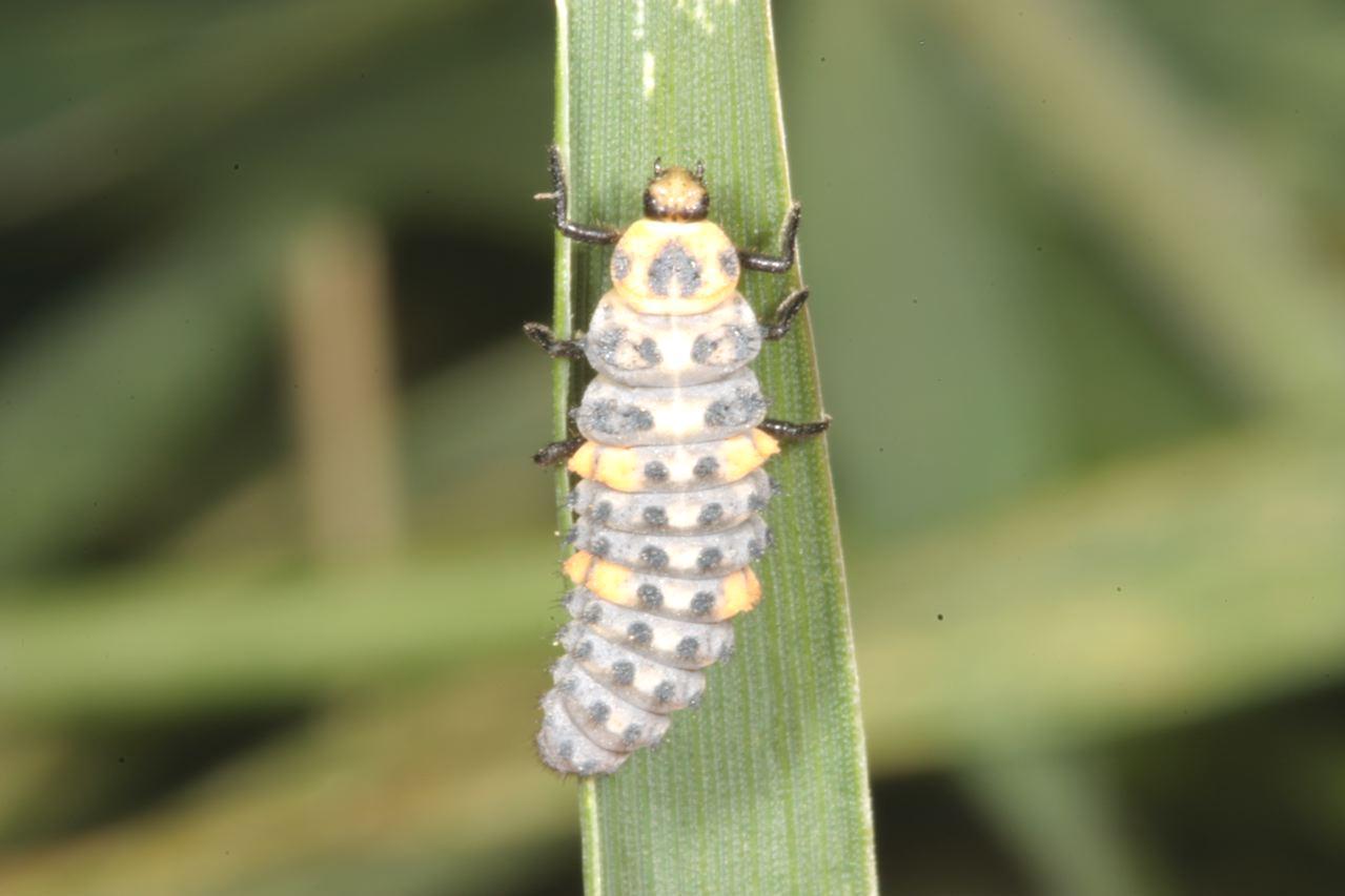 Beneficials>Seven-spotted Lady Beetle Larva