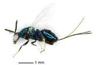torymidae wasp