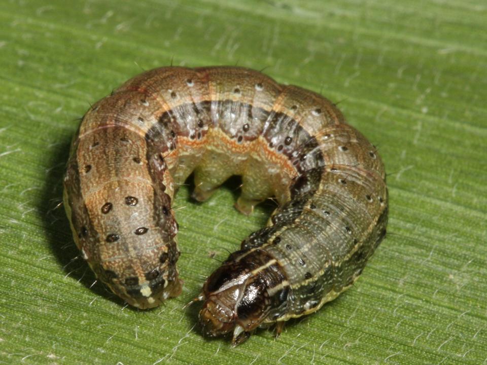 Fall Armyworm Corn