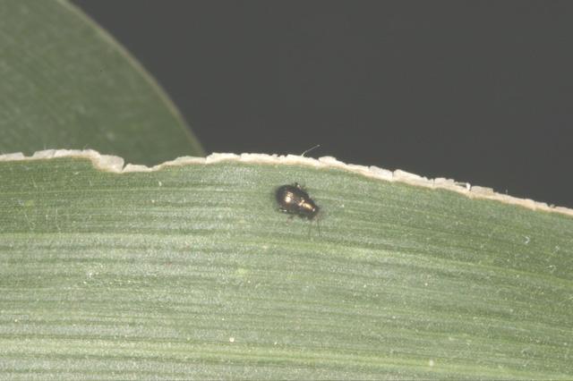 Corn Insects>Flea beetle on corn leaf .jpg