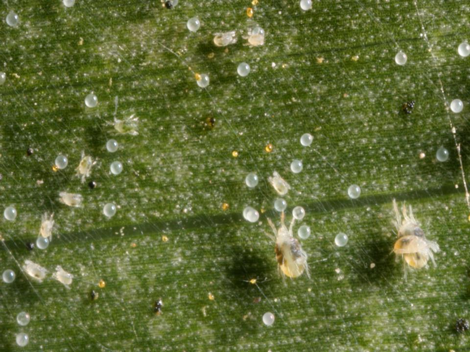 Green Cleaner Spidermite Miticide