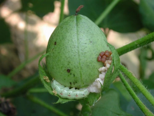 Cotton Bollworm, Helicoverpa zea.