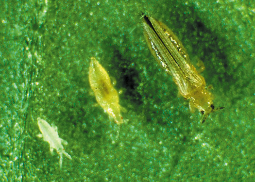 Chemical control of western flower thrips