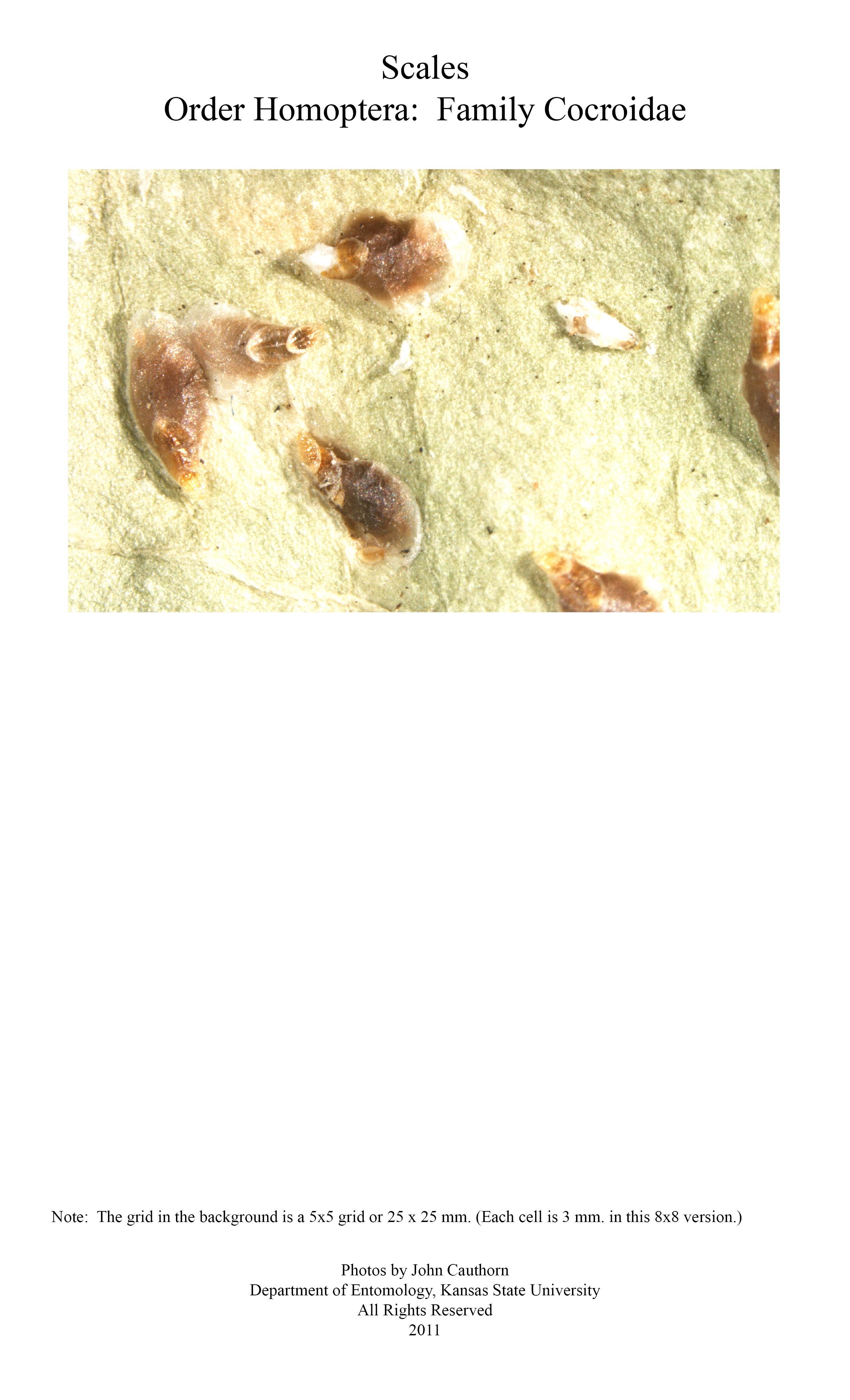 Click to enlarge .. 600 X 988(65K)
