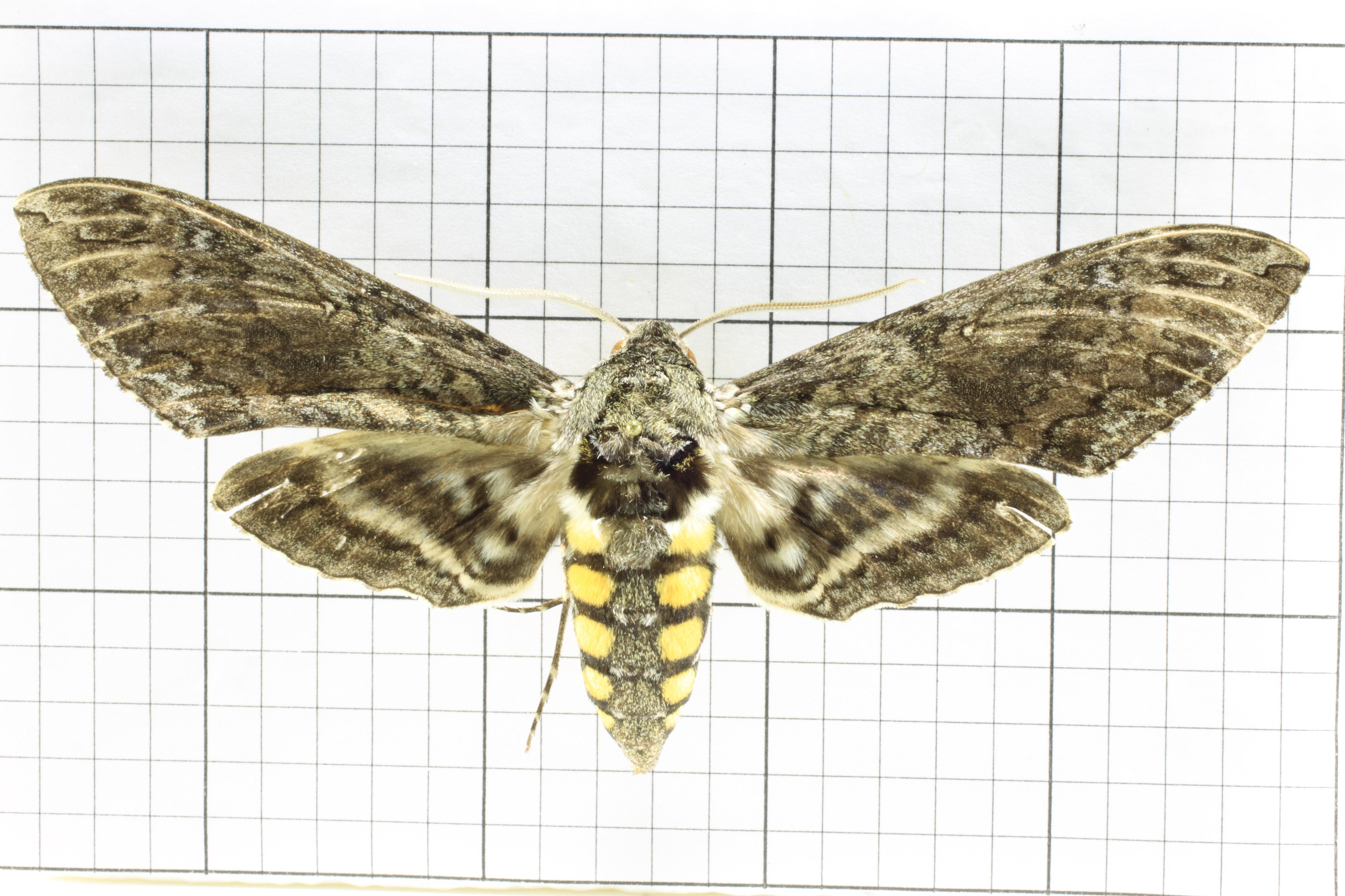 download hornworm moth download hornworm moth