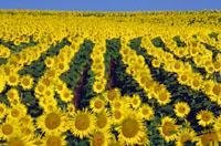 sunflower field
