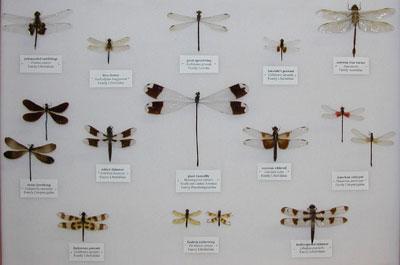 Odonata | Insect Orders | 4-H and Youth | Extension | Entomology | Kansas  State University