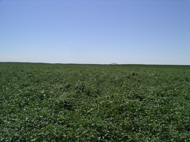 Potato Psyllid Survey>Picture of field S11 -- July 16, 2010
