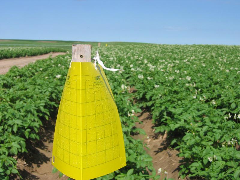 Potato Psyllid Survey>Commercial Field with Sticky Trap June 14, 2010