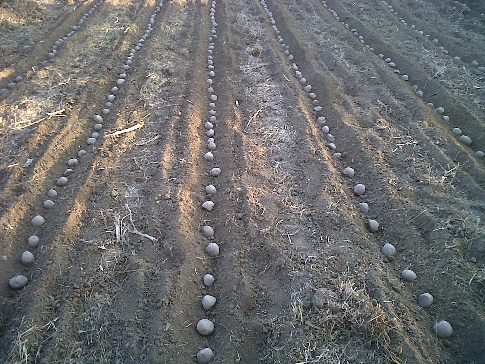 Potato Psyllid Survey>Planting Untreated Control Plot -- March 25, 2011
