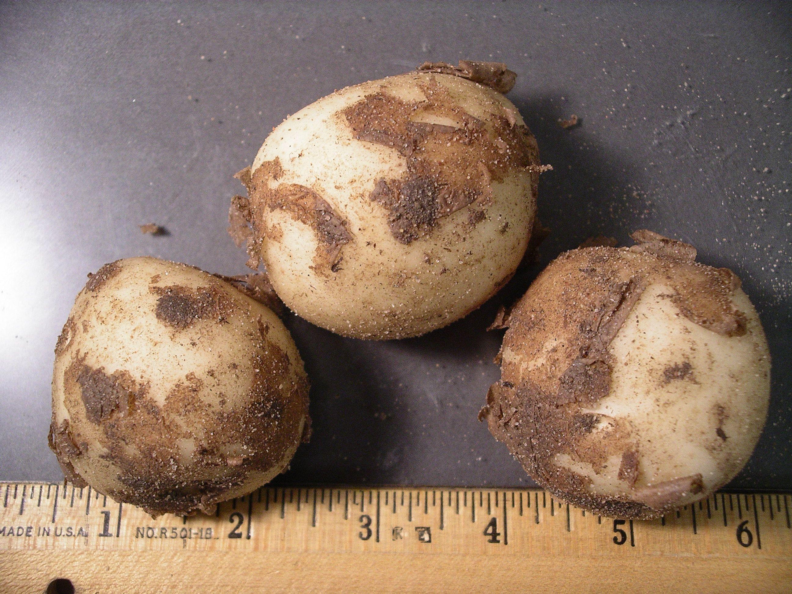 Potato Psyllid Survey>IMGP1701.jpg