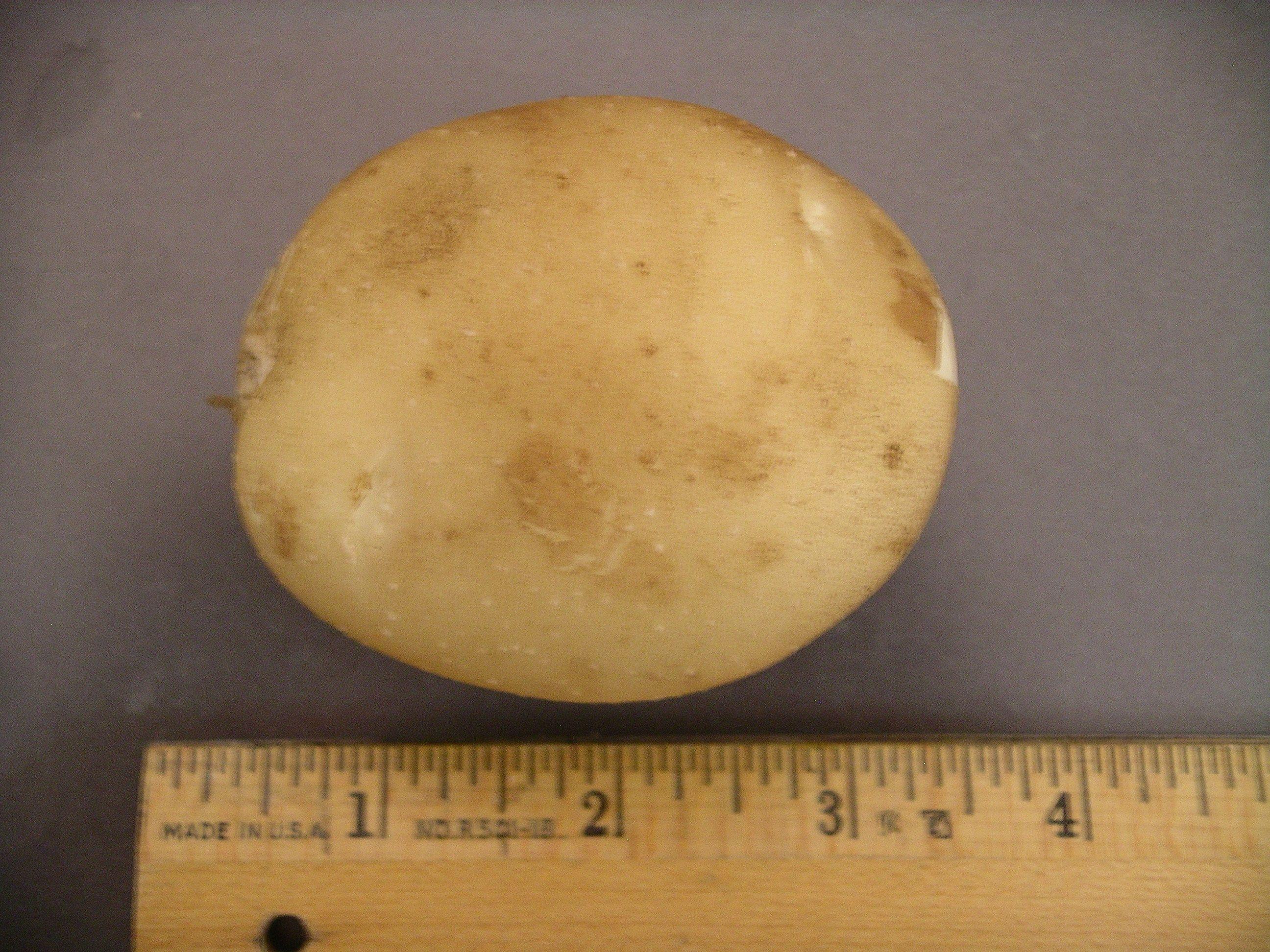 Potato Psyllid Survey>IMGP1708.jpg