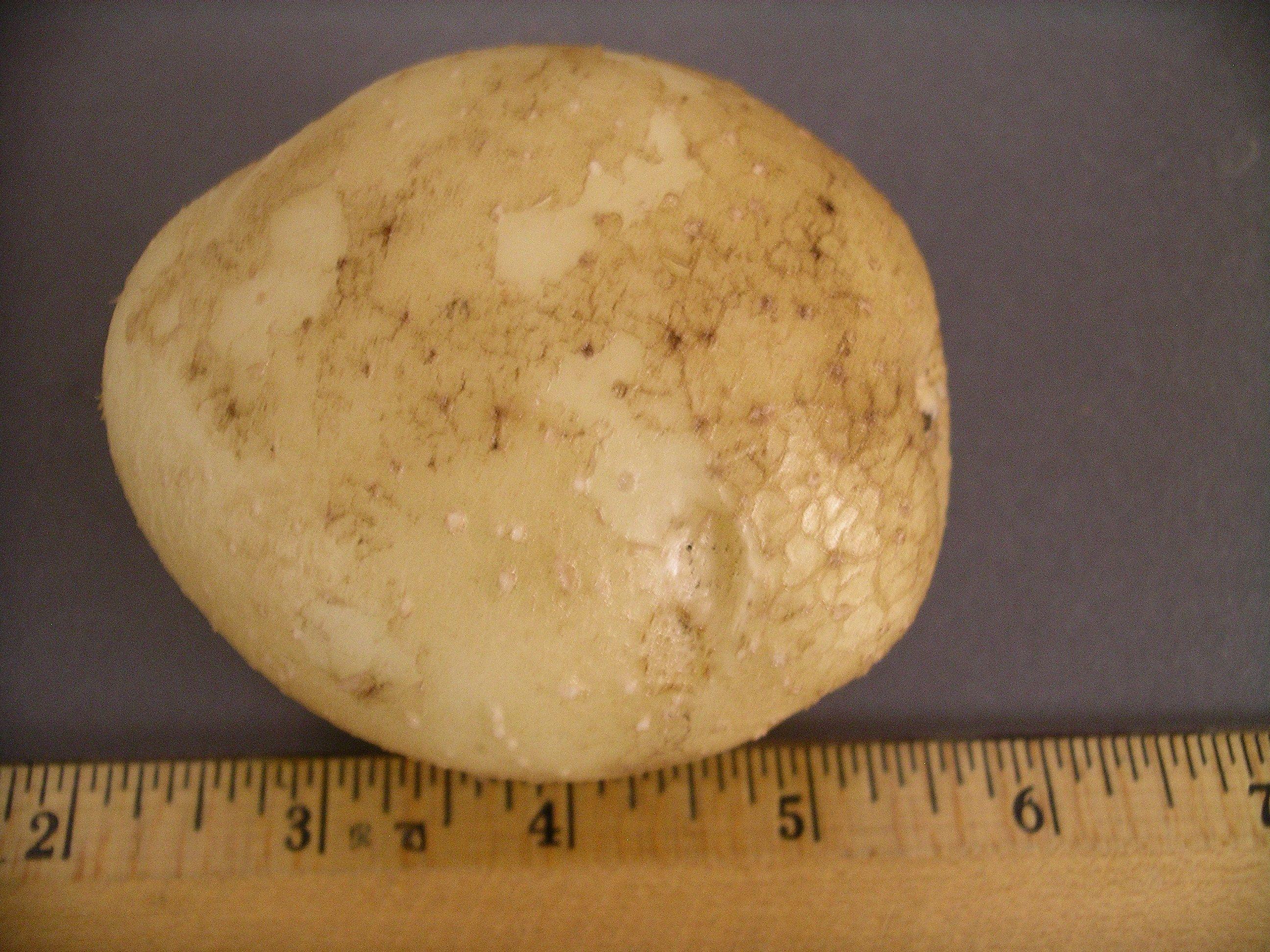 Potato Psyllid Survey>IMGP1723.jpg