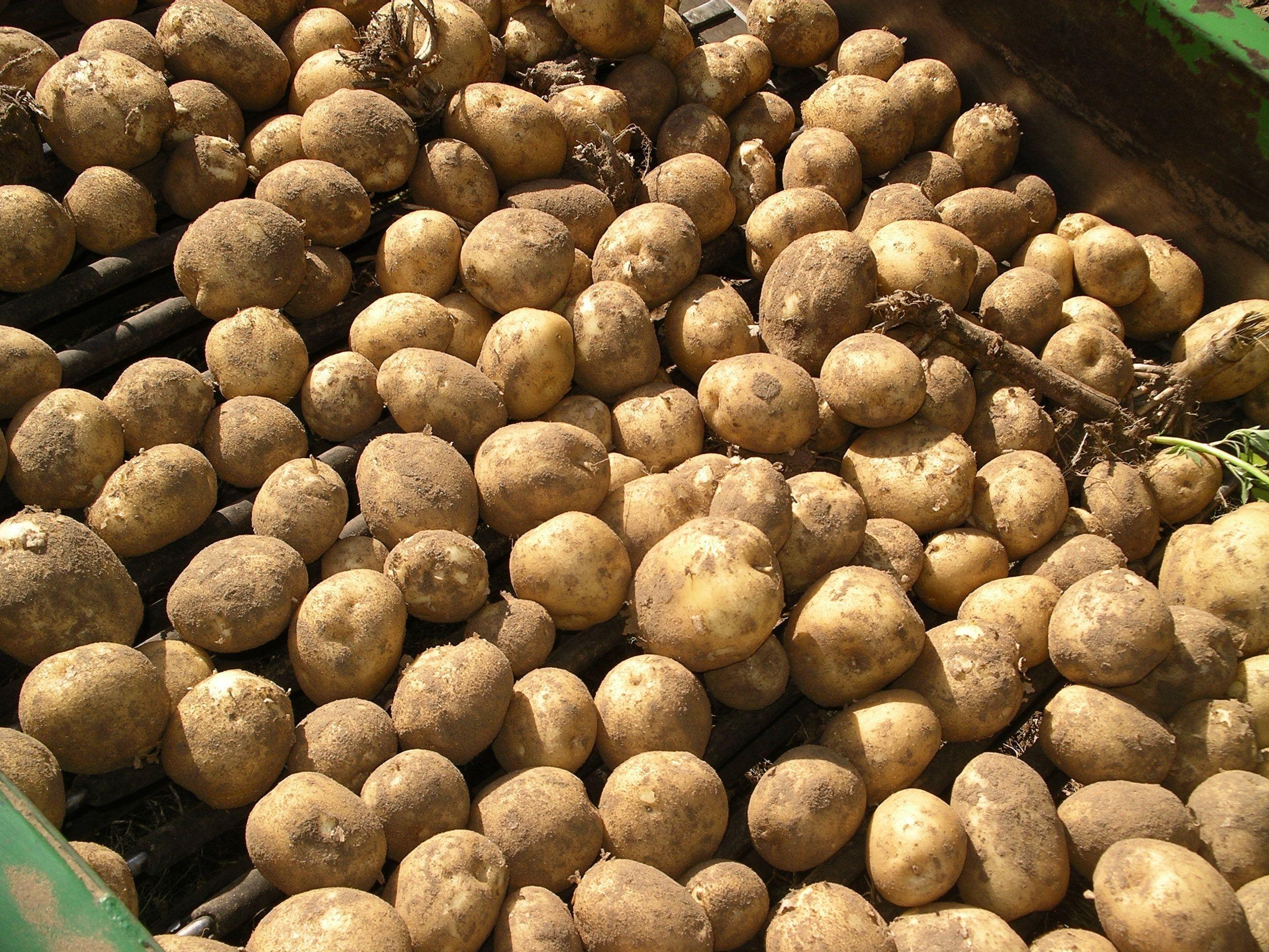 Potato Psyllid Survey>Harvest from CLC18
