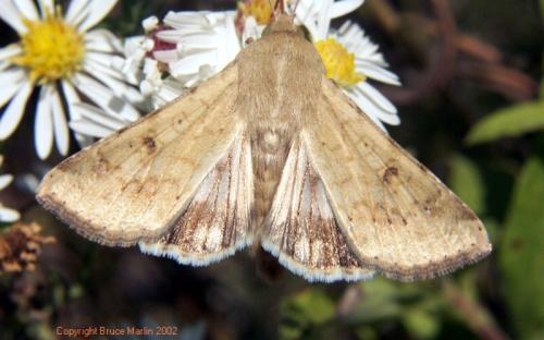 Sorghum>Corn earworm moth.  Photo credit: Bruce Marlin