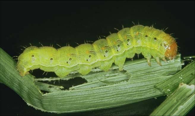 Sorghum>Corn earworm