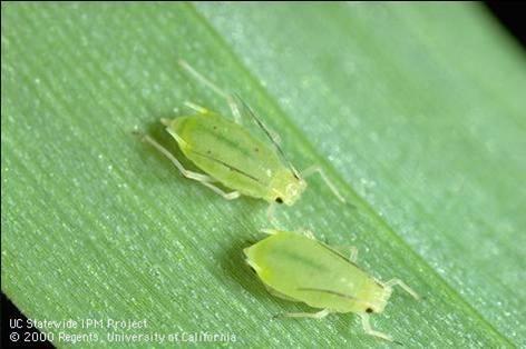 Sorghum>Greenbug nymphs