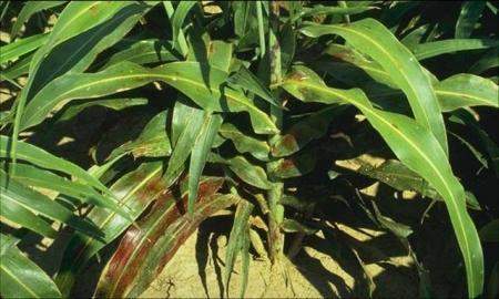 Sorghum>Greenbug damage to sorghum