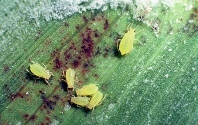 Sorghum>Greenbug damage