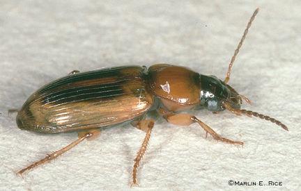 Sorghum>Seedcorn beetle