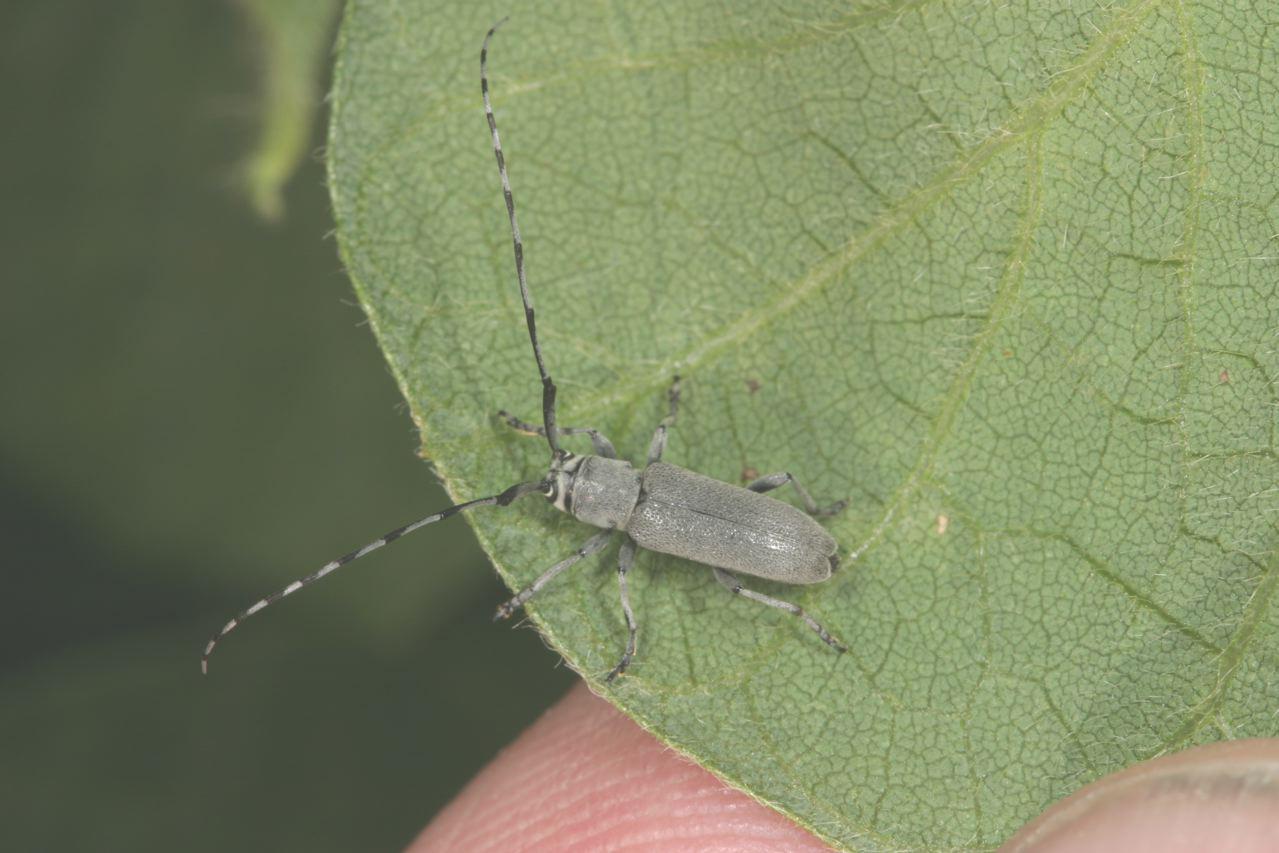 Soybean Insects : Dectes Stem Borer, Dectes Texanus | Farms.com