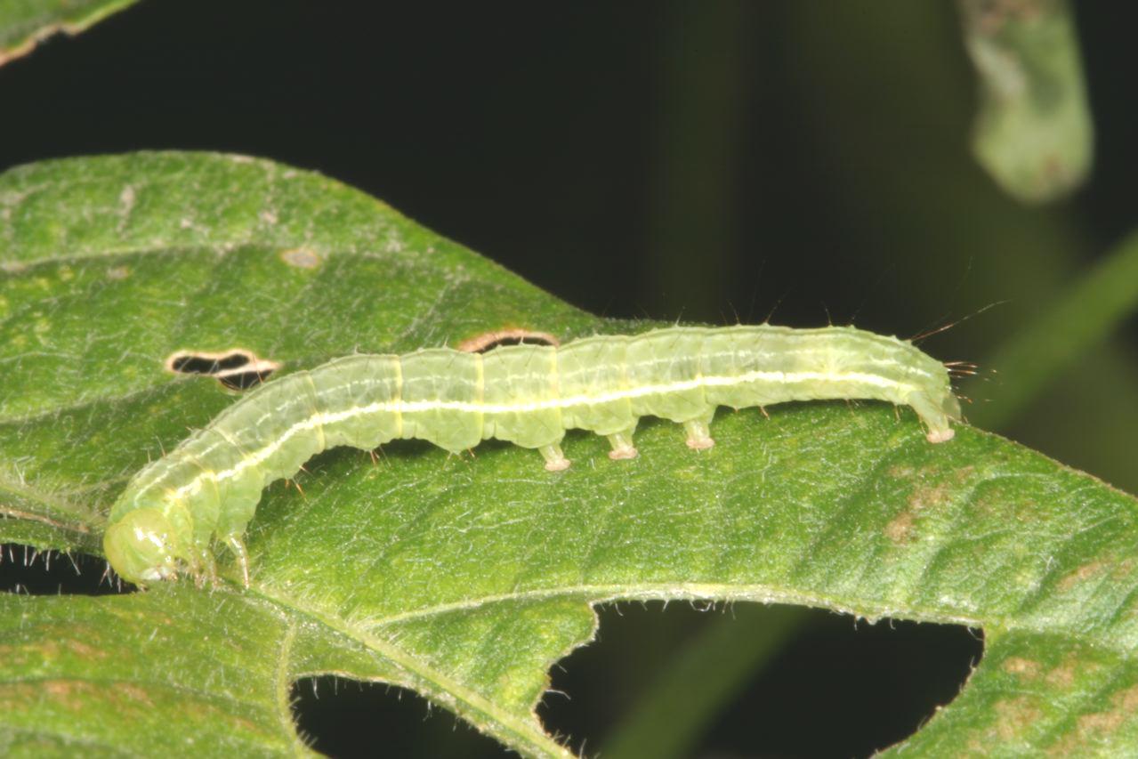 Soybean> Green Cloverworm