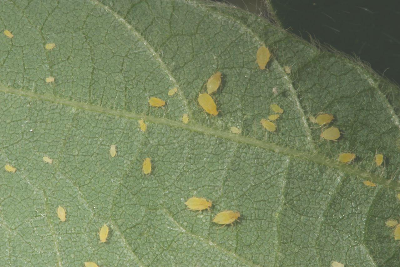 Soybean>Soybean Aphids on Leaf-IMG_3944-Phil Sloderbeck 2007