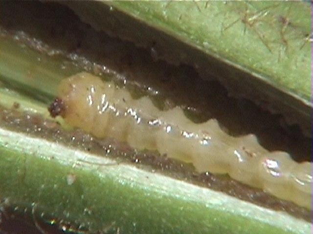 Soybean>Soybean Stem Borer Larva (late July) .jpg