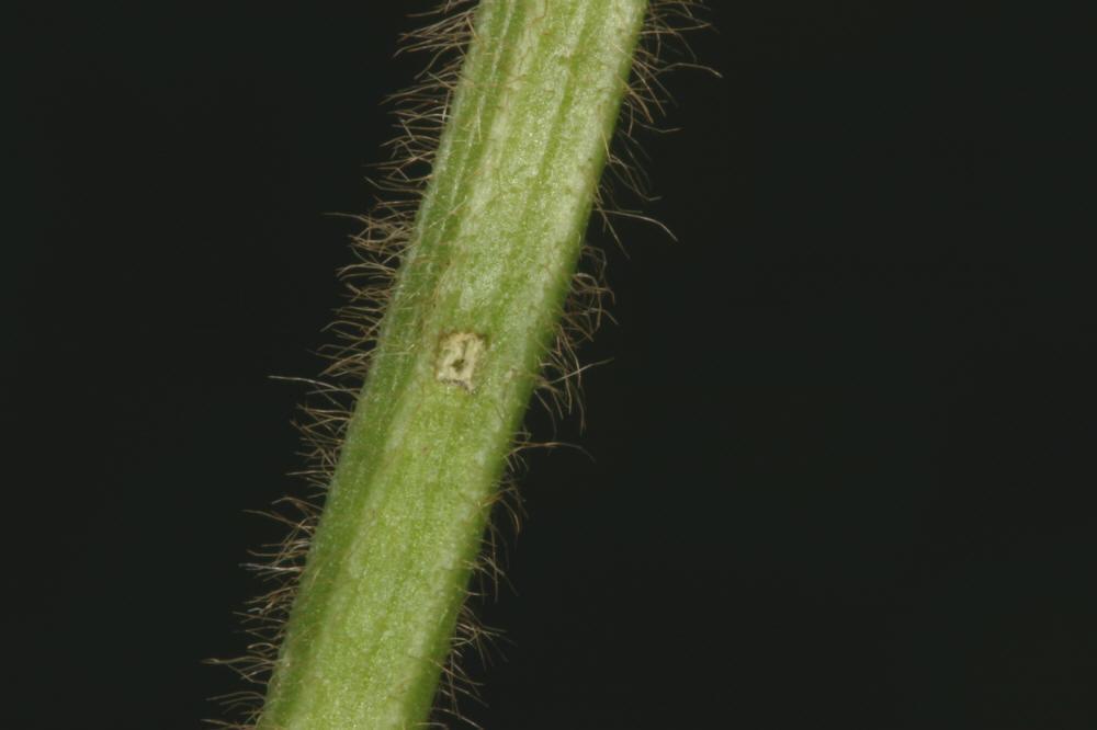 Soybean>Soybean Stem Borer Oviposition Scar on Leaf Petiol .jpg
