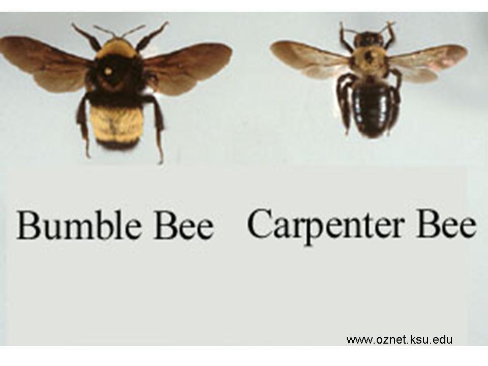 Structural>carpenter bee photo1.jpg