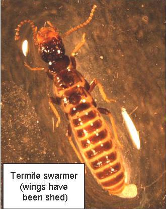 Structural Pests>Termite_swarmer_sans-wings.JPG