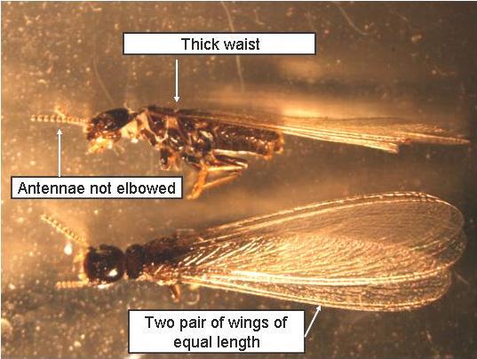 winged termites