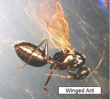 Winged Ants Vs Termites Lab News Diagnostician Extension Entomology Kansas State University,Eisenhower Dollar Coin