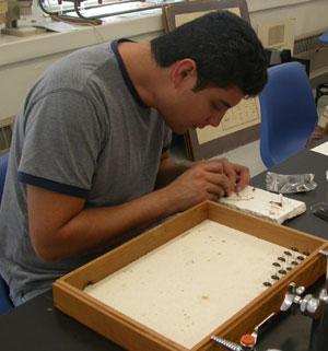 students>students pinning specimens for 4H collections.jpg