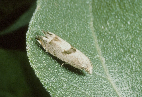 bud moth