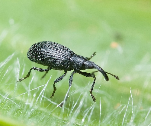 What To Do About Black Bugs On Sunflowers - Growing In The Garden