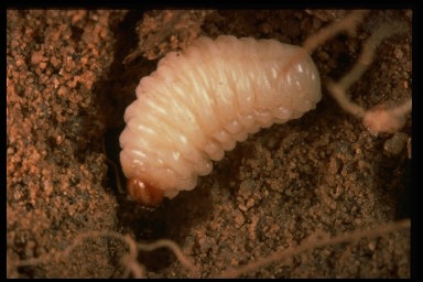 larva