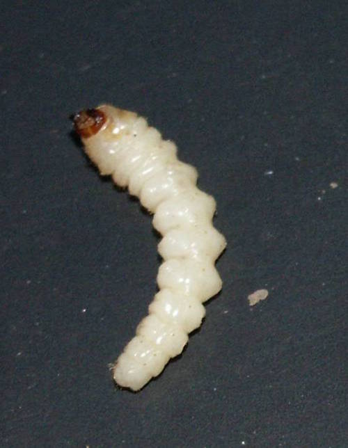 larva