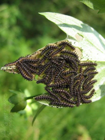 larvae