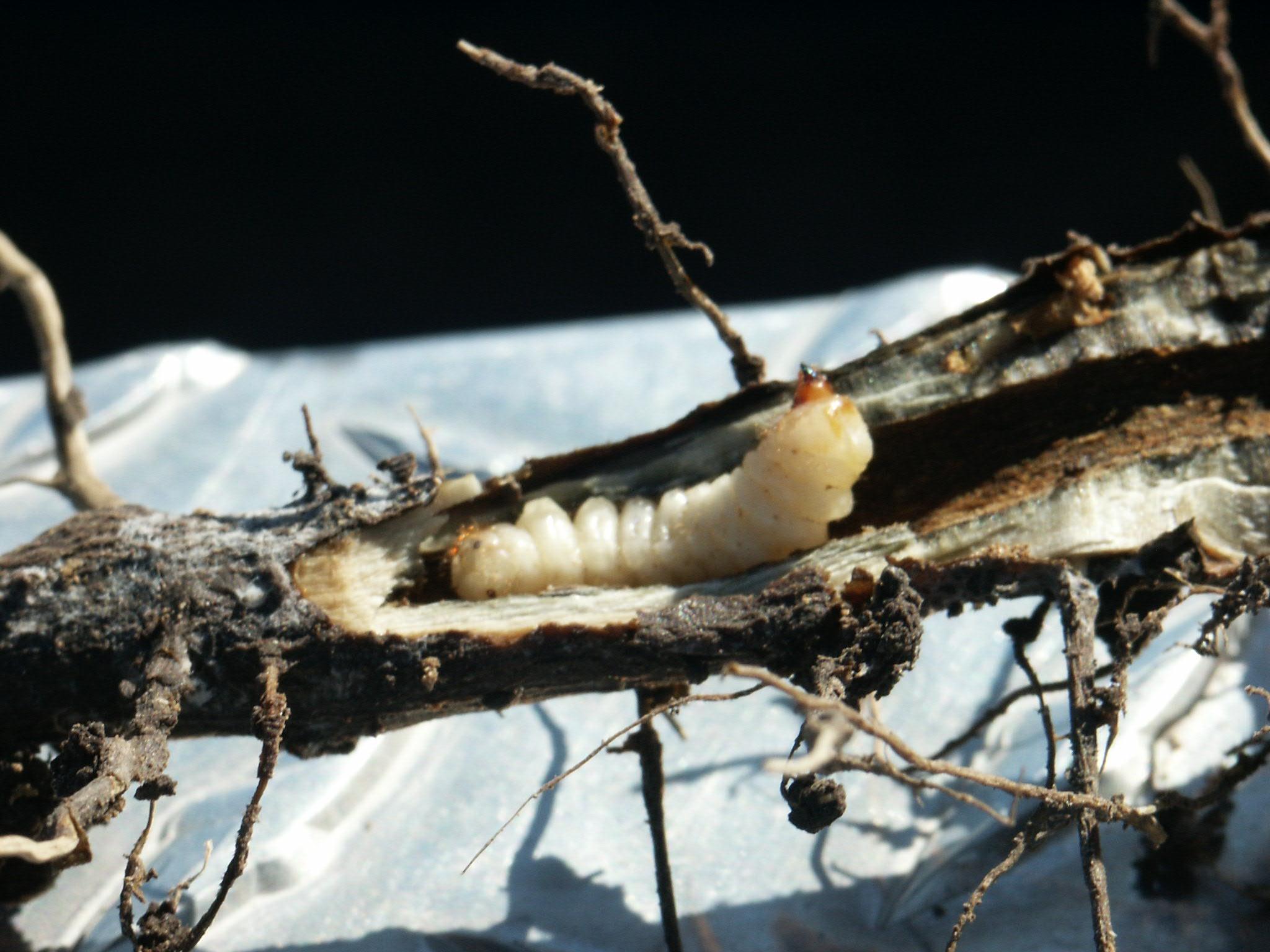 Picture of Ataxia hubbardi In Sunflower Root