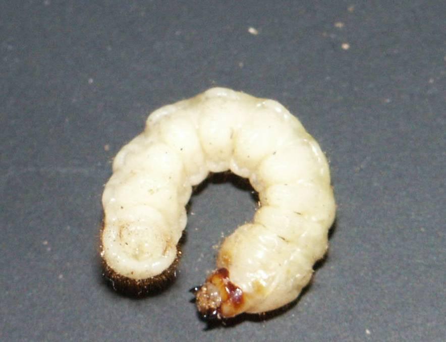 Picture of Ataxia hubbardi Larva