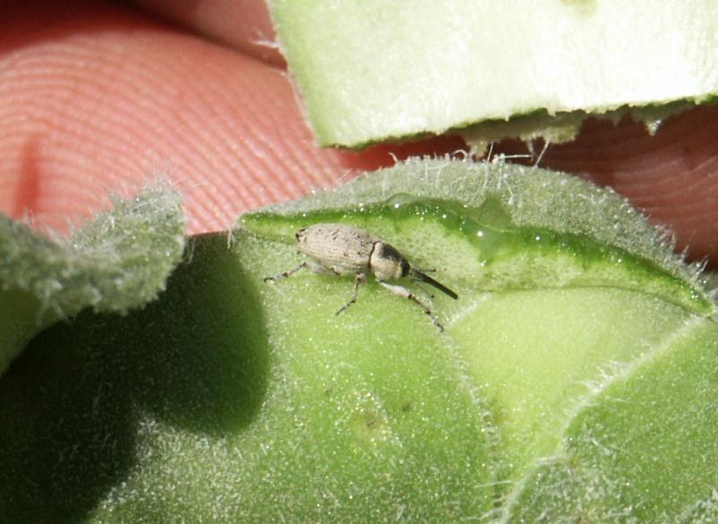Picture of Gray Seed Weevil Adult