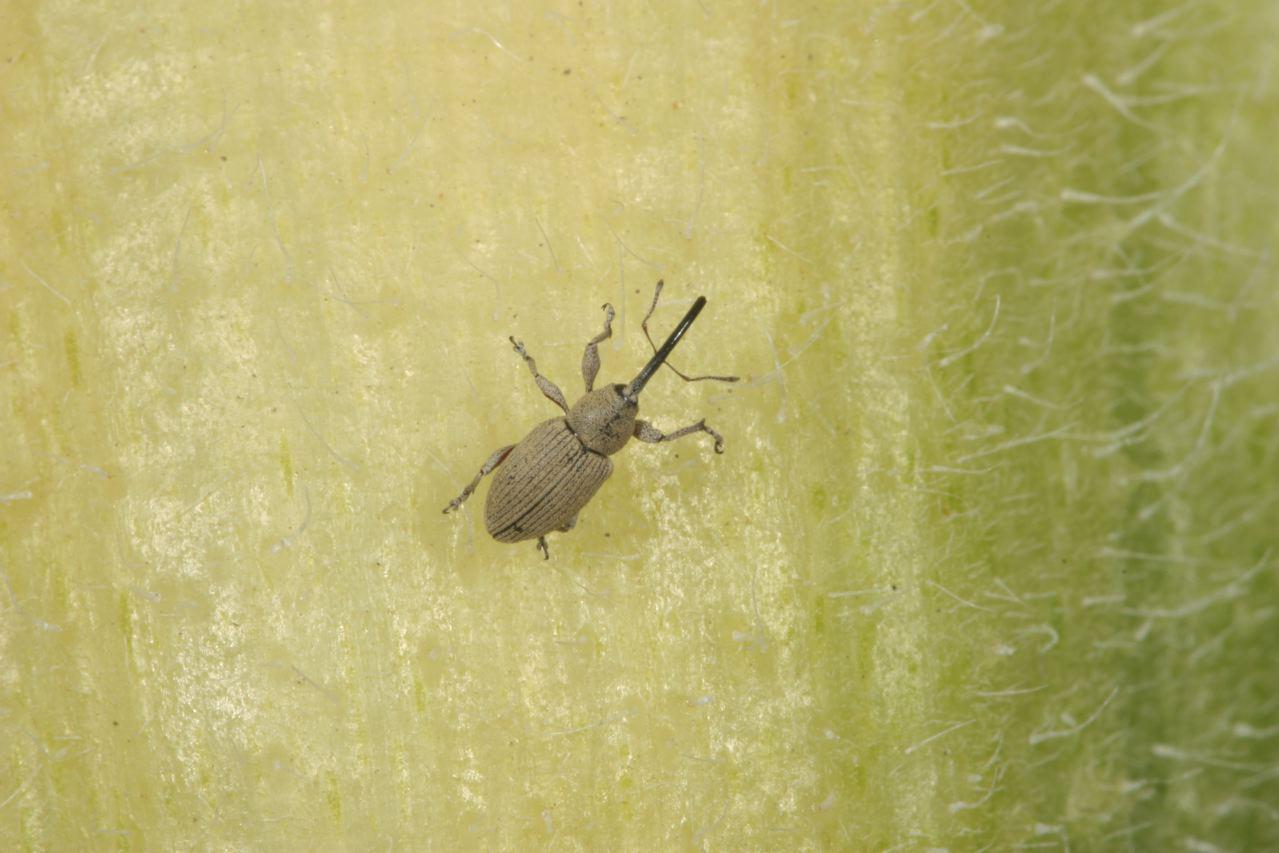 Picture of Gray Sunflower Seed Weevil