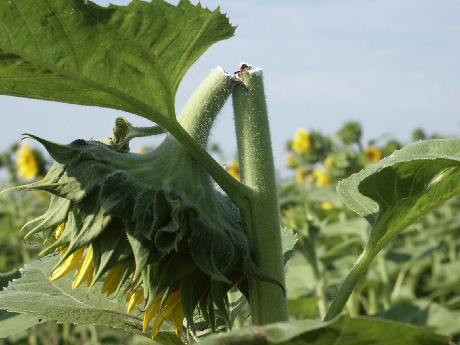 Picture of Head Clippering Weevil Damage